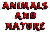 Animals and Nature