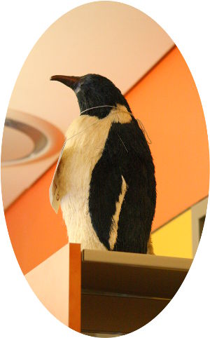 Our pet Penguin