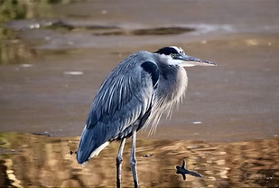 Blue Heron